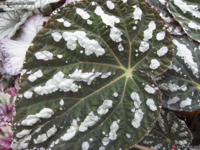 B. ‘Marie Swetana’